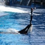 Dica de Viagem: O Que Fazer em Orlando/EUA?